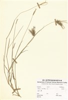 藏品(孟仁草)的圖片